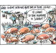 Scandale sanitaire en Chine : sur la piste des cochons morts