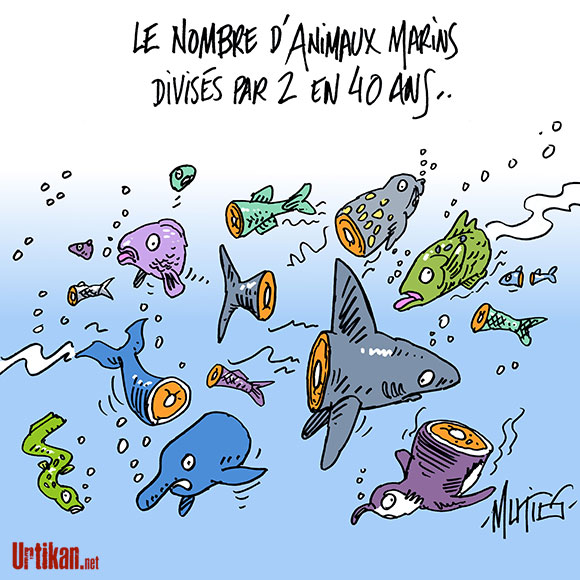 En 40 ans, les populations d'animaux marins ont chuté de moitié, selon WWF - Dessin de Mutio